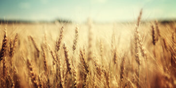 Agriculture of Ukraine. Wheat